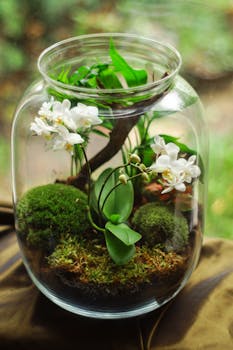 A beautiful terrarium featuring white orchids and moss in a glass jar, perfect for indoor decor.