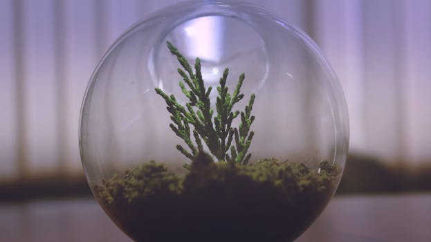 A minimalist terrarium with a small green plant in a round glass container, perfect for indoor decoration.