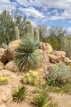 A vibrant desert scene near Phoenix featuring various cacti and rocks under a bright sky.