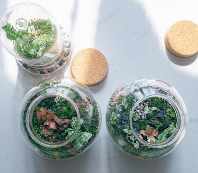 Beautiful glass terrariums filled with lush green plants viewed from above on a sunny day.