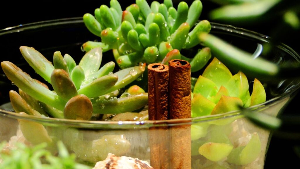 Building a Desertscape Terrarium with Succulent Accents