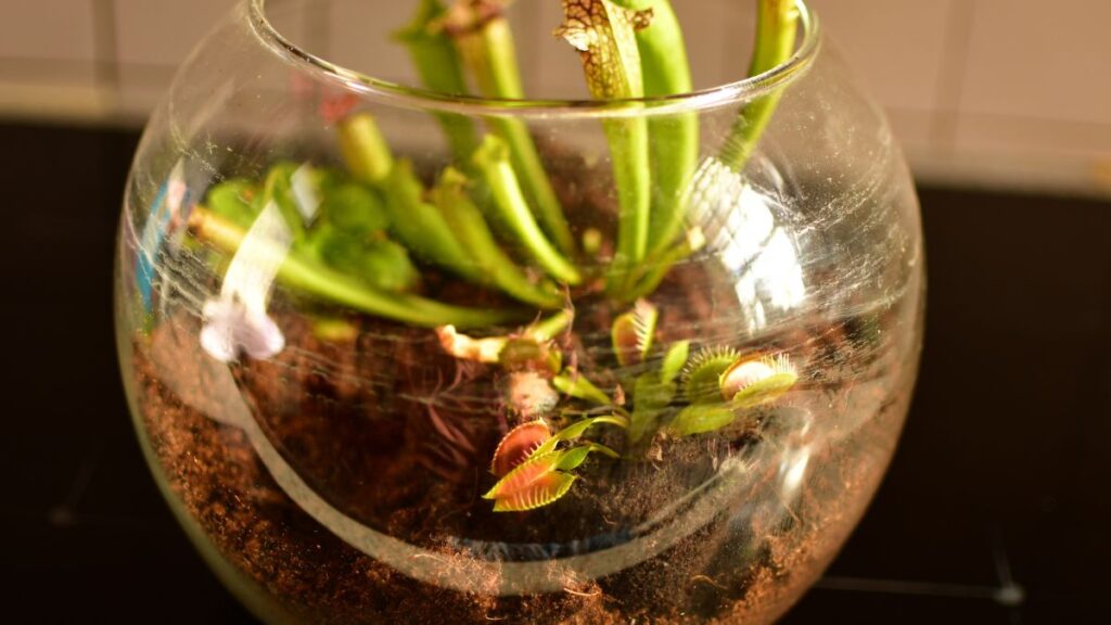 Carnivorous Plants Perfect for Tiny Terrarium Habitats