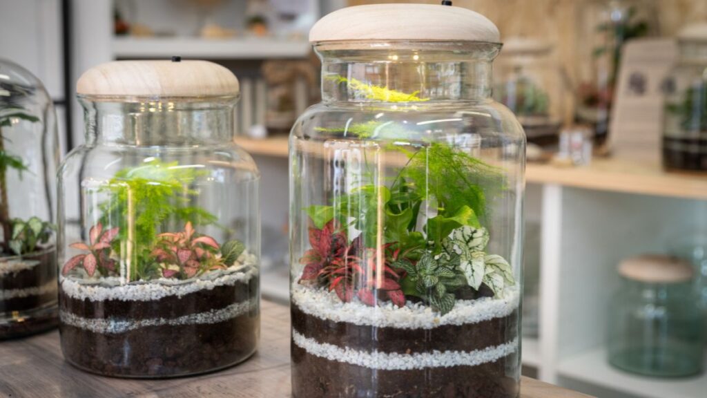 Choosing the Right Glass Vessel for Terrarium Aesthetic Impact