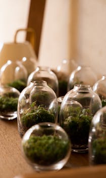 Close-up of glass jar terrariums with lush green plants on a wooden table.