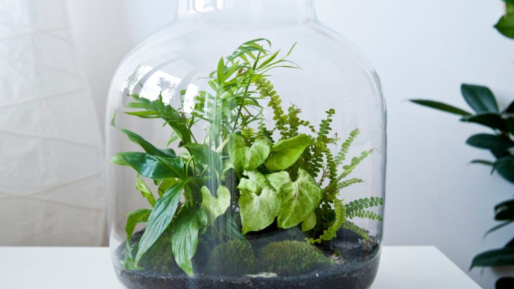Creating a Miniature Rainforest Terrarium in a Glass Jar