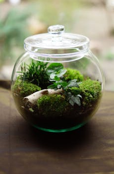 Detailed close-up of a terrarium with moss and plants in a glass jar. Ideal for nature enthusiasts.