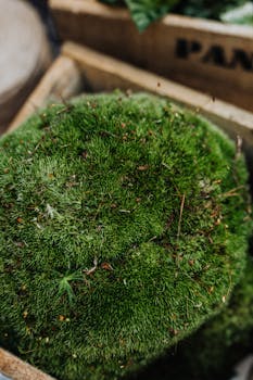 Detailed view of vibrant green moss growing in a wooden crate, highlighting natural textures.