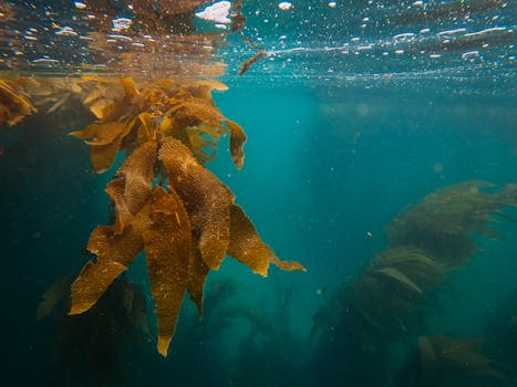 Explore the vibrant underwater world with lush sea kelp swaying in crystal clear ocean waters.
