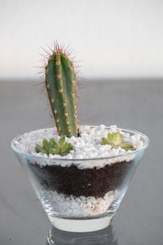 Green cactus with spikes in a glass planter filled with white stones. Perfect for decor ideas.