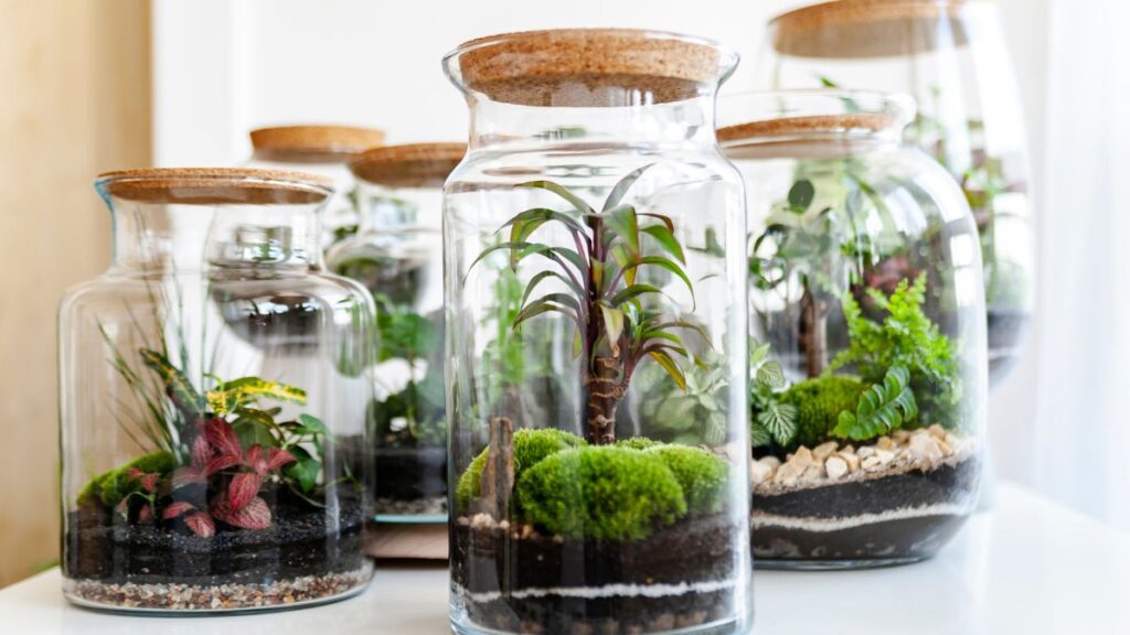 Introducing Air Plants for Easy Terrarium Maintenance
