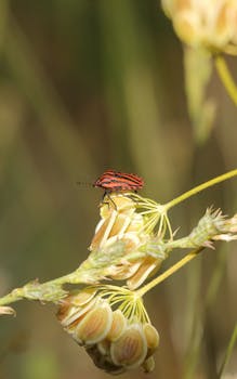 Macro shot of a red striped bug perched on a flowering plant in natural light.