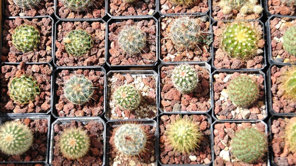 Micro Cacti and Desert Flora for Arid Terrariums