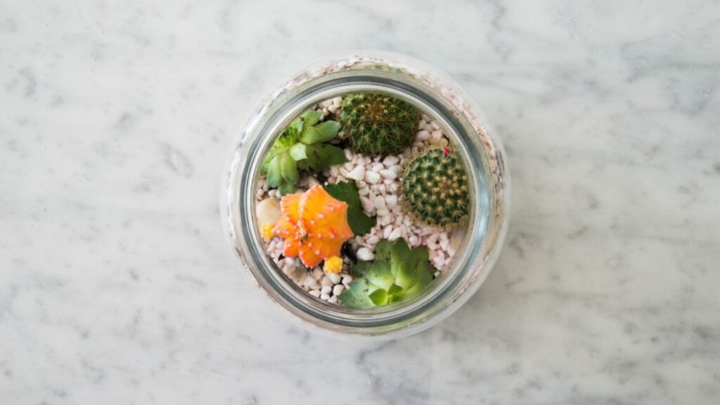 Modern Minimalist Terrarium Styles for Small Living Spaces