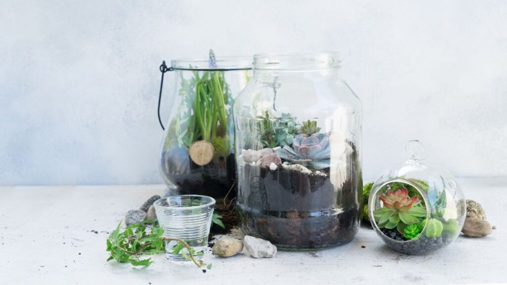 Quarantining New Plants to Avoid Terrarium Contamination in Micro Ecosystems