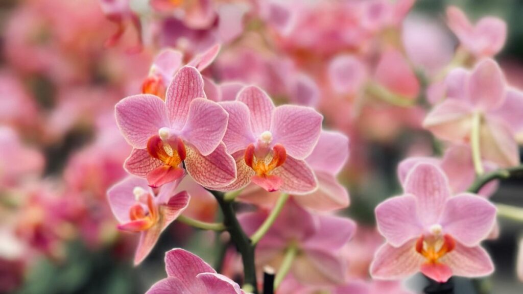Rare Mini Orchids That Fit in a Decorative Glass Jar