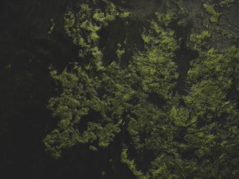 Textured green moss on a dark surface creates a natural abstract pattern.